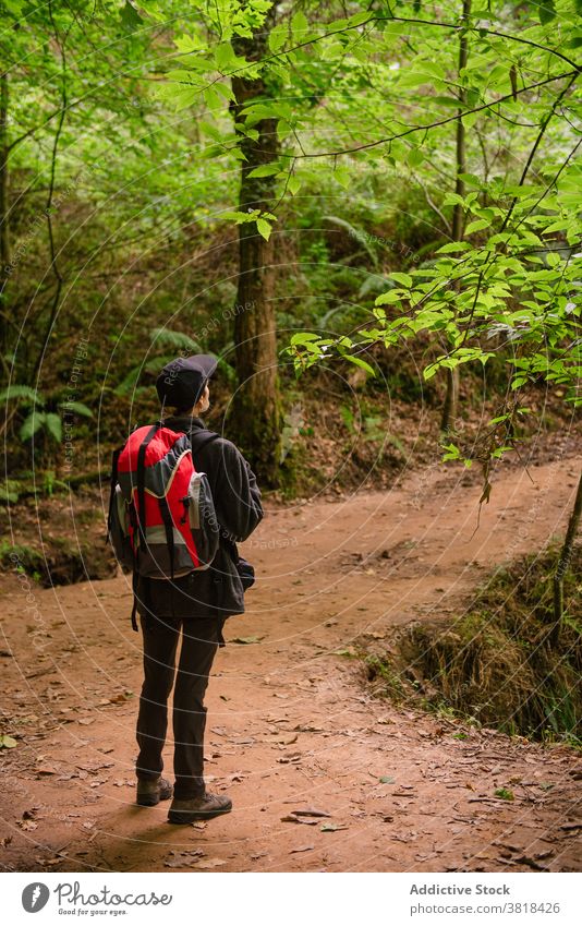 Unbekannter Reisender auf Weg im Wald Wälder Rucksack Nachlauf natürlich Landschaft erkunden Fernweh Natur Naturdenkmal der Mammutbäume