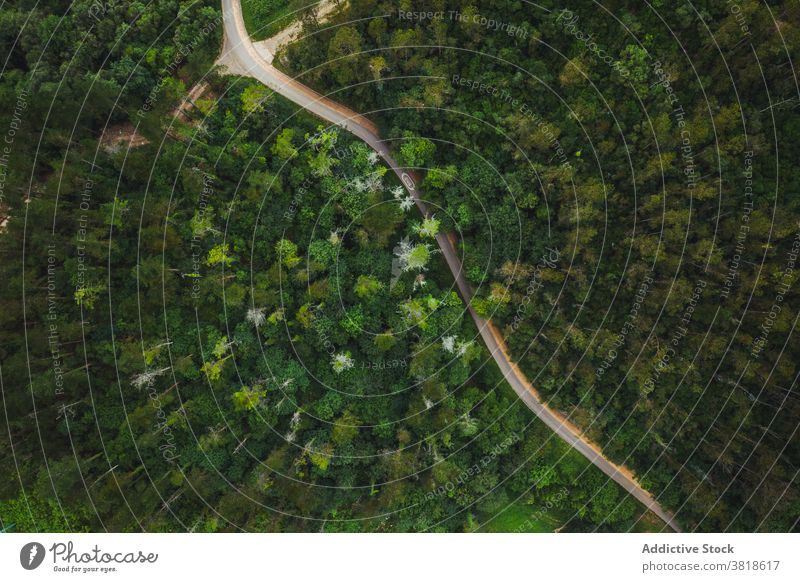 Schmale Straße zwischen üppig grünen Wäldern im Sommer Wald Natur Route Regie Umwelt Ökologie vegetieren Grün eng Landschaft farbenfroh wellig Wachstum Fahrbahn