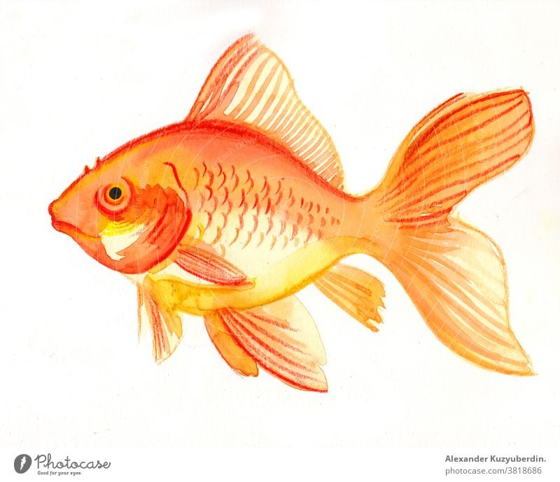 Goldener Fisch auf weißem Hintergrund. Aquarell Tier Haustier gold golden Aquarium Natur Kunst Kunstwerk Zeichnung Grafik u. Illustration Skizze Wasserfarbe