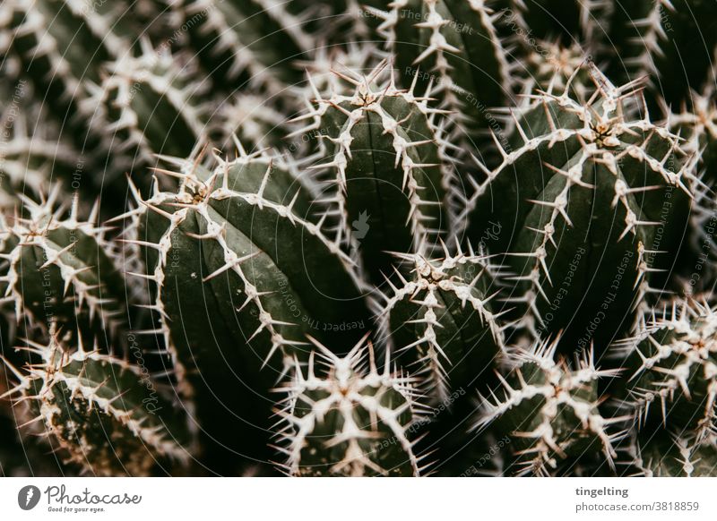Kakteen kaktus kakteen stacheln nahaufnahme dunkelgrün beige weiß textfreiraum piekst stechen gefährlich natur pflanzen