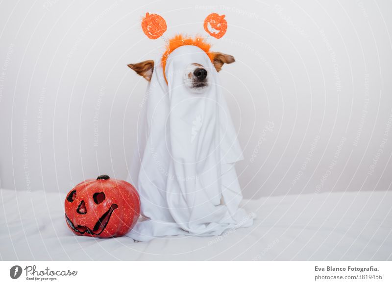 süßer Jack-Russell-Hund zu Hause im Geisterkostüm. Halloween-Hintergrund-Dekoration. jack russell heimwärts im Innenbereich Ballons Schlafzimmer niedlich