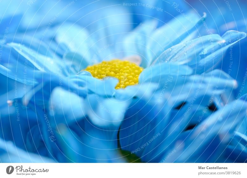 Blaue Gänseblümchen mit verschwommenem Hintergrund. Florales Konzept. Blumen blau Blütenblätter Makro geblümt Natur Sommer Pflanze Frühling Wiese schön gelb