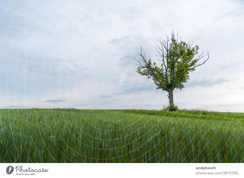 Ein Baum mit einer Bank und einem grünen Feld mit einem Kopierplatz Ackerbau allein Hintergrund schön Schönheit übersichtlich Cloud Wolken wolkig Textfreiraum