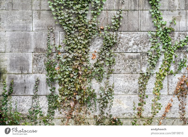 Efeu klettert über die graue Steinmauer abstrakt gealtert Architektur Herbst herbstlich Hintergrund schön Botanik Baustein Gebäude Aufsteiger Kletterer Klettern