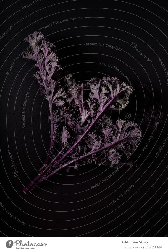 Roter oder lila Grünkohl purpur Blatt Kale Gemüse dunkle Speisen Kohlgewächse organisch Pflanze roh Nahaufnahme Lebensmittel Bestandteil Ackerbau rot frisch