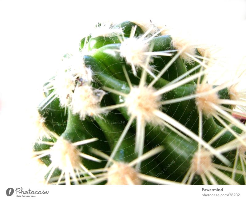Spitzer Kaktus grüner Kaktus Beleuchtung von hinten spitz und stachlig