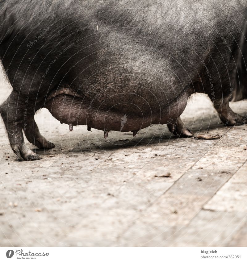 Hängebauchschwein Fleisch Wurstwaren Schwein 1 Tier laufen stehen schwanger braun grau Völlerei gefräßig Hemmungslosigkeit Genusssucht Euter Zitze Bauch