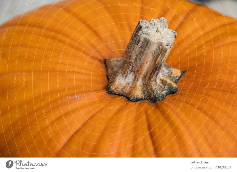 Halloween-Kürbis im Detail Kürbiszeit orange Herbst Gemüse Vegetarische Ernährung Kürbisgewächse Detailaufnahme Detailansicht