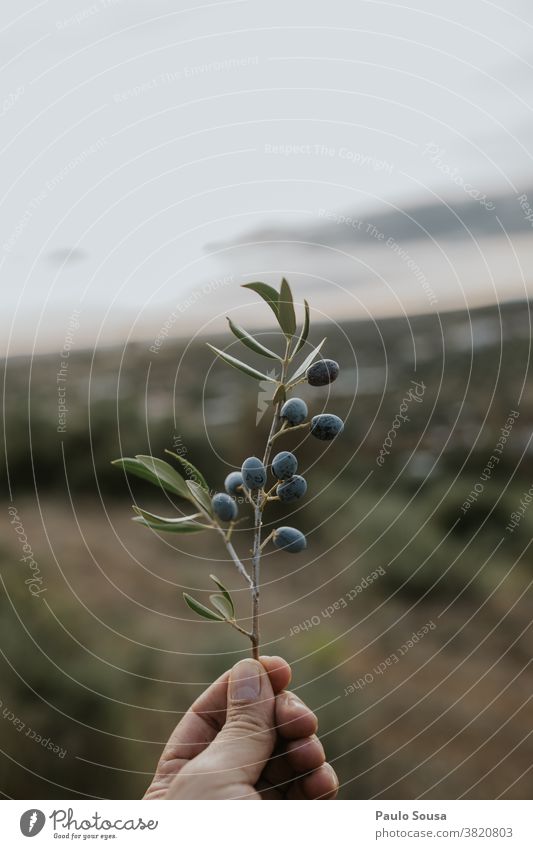 Olivenzweig in der Hand haltend oliv Olivenbaum Olivenblatt Zweig Herbst mediterran grün Olivenöl Olivenhain Tag Baum Natur Menschenleer Farbfoto Außenaufnahme