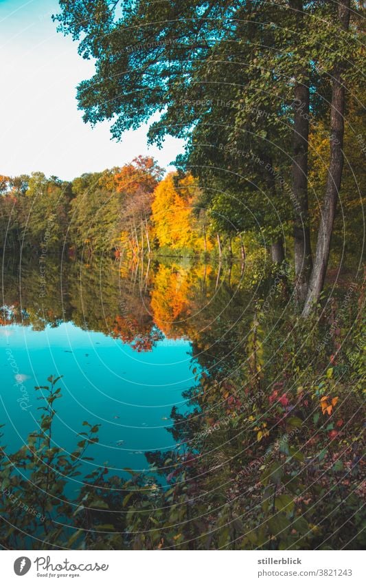 herbstlich gefärbte Bäume spiegeln sich im blauen Wasser des Sees Herbst Spieglung Natur Außenaufnahme Landschaft Seeufer ruhig