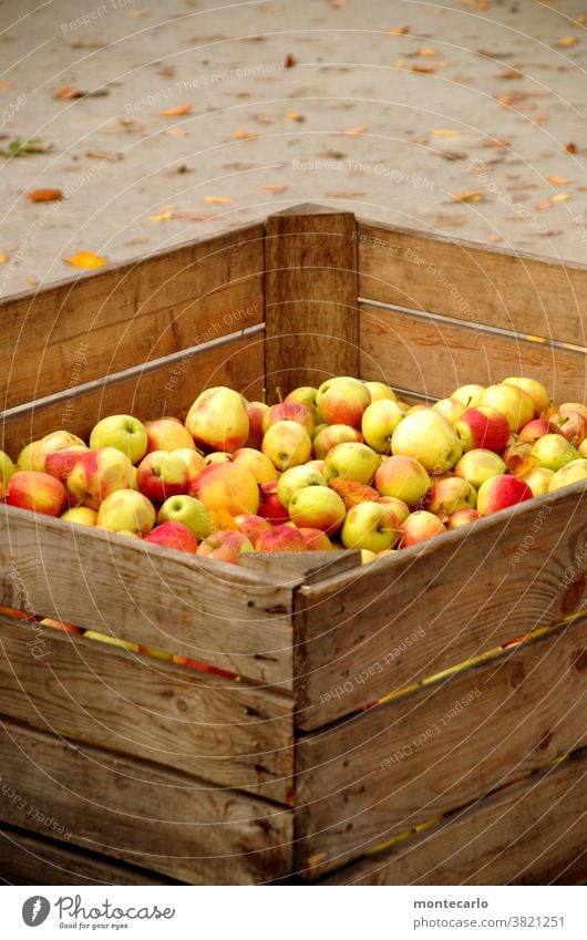 Frisch geerntete Äpfel in einer Holzkiste Apfel Frucht Bioprodukte Lebensmittel Vegetarische Ernährung Saft Herbst Natur natürlich saftig sauer süß gelb grün