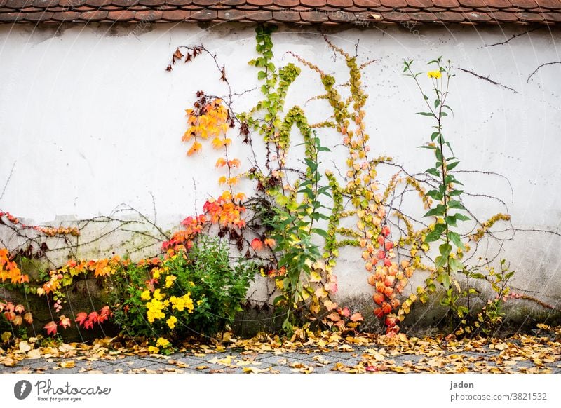 wandbild. herbstversion. Wand Mauer Pflanzen Herbst Natur Menschenleer grün Fassade Blatt Ranke laub Dach Ziegeldach Kletterpflanzen bewachsen farbenfroh