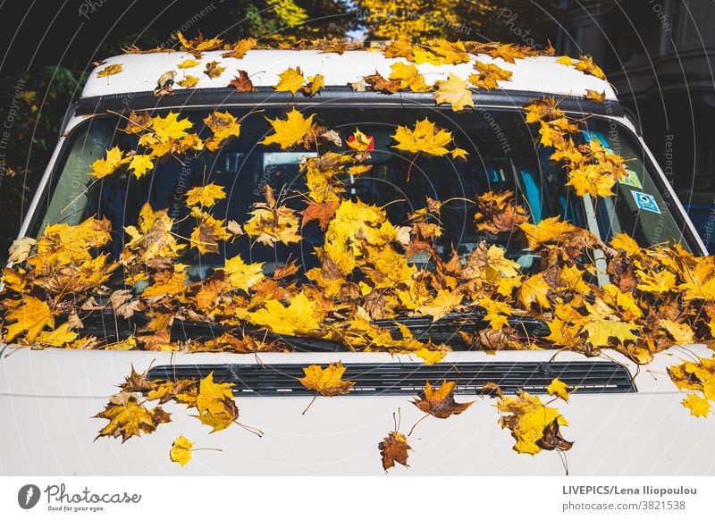 Der Herbst ist auch in der Stadt eine bunte Jahreszeit Hintergrund Großstadt Nahaufnahme Farbe farbenfroh Textfreiraum Tag Tageslicht Detailaufnahme fallen