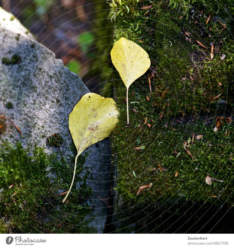 Zwei kleine gelbe Blätter liegen im Herbst auf einem bemoosten Stein Blatt Paar Freundschaft Moos melancholisch traurig friedlich Natur Vergänglichkeit Trennung