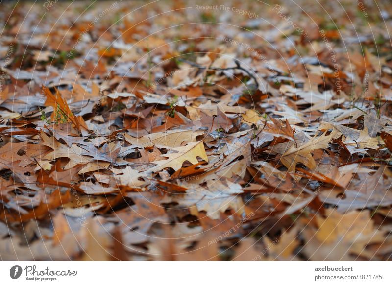 Herbstlaub Hintergrund Blatt herbstlich Natur Boden bedeckt Waldboden braun Herbstfärbung Hintergrundbild Schwache Tiefenschärfe Nahaufnahme Vergänglichkeit