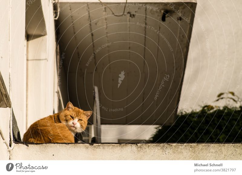 Katze mit rötlichem Fell sitzt auf einer Mauer direkt am Haus Ein Tier Haustiere misstrauisch Misstrauen Störenfried störend Ruhe rot rothaarig im Freien