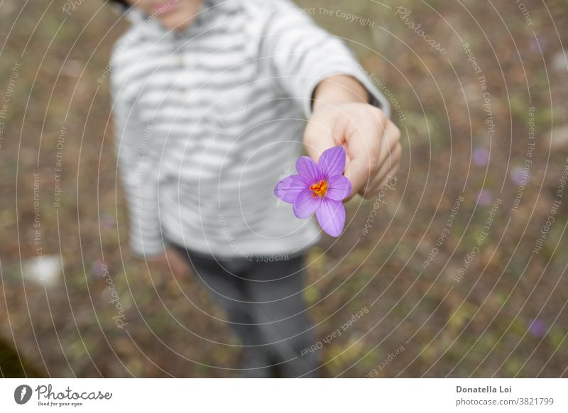 Kind hält lila Krokus Herbst Herbstlicher Krokus schön Schönheit Blütezeit Überstrahlung verschwommen botanisch Botanik Knolle Glühbirnen Kindheit abschließen