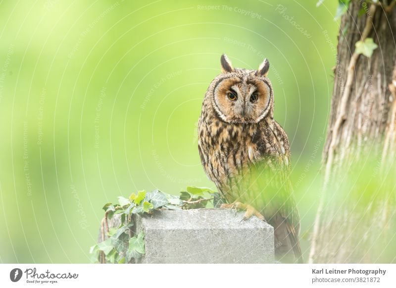 Waldohreule (Asio otus) (Asio otus) Waldohreule Friedhof Wiener Wildnis vienna wildlife owl long eared owl wald baum vienna nature wildtiere wien federn braun