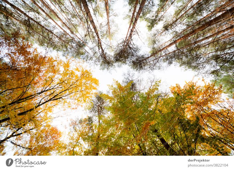 Bäume mit bunten Blättern im Gegenlicht Starke Tiefenschärfe Sonnenstrahlen Sonnenlicht Kontrast Schatten Tag Licht Textfreiraum unten Textfreiraum links