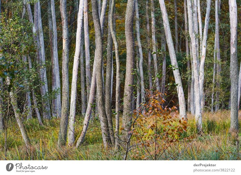Bäume im Herbst Starke Tiefenschärfe Sonnenstrahlen Sonnenlicht Kontrast Schatten Tag Licht Textfreiraum unten Textfreiraum links Textfreiraum rechts