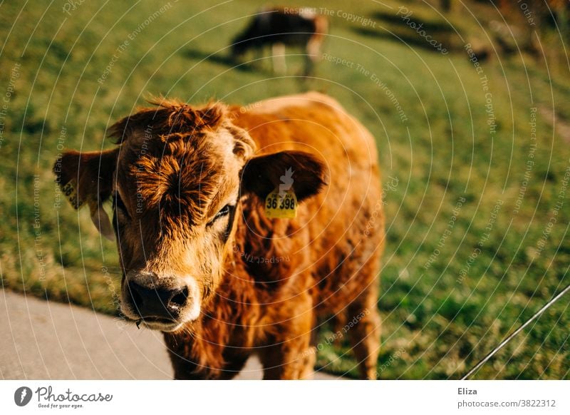Ein Jungbulle auf der Weide süß Fell braun Rind Landwirtschaft Tier Natur Tierporträt Sonnenlicht