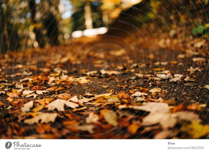 Waldboden mit Laub im Herbst spazieren goldener Herbst Natur bunt herbstlich Sonnenlicht Herbstlaub