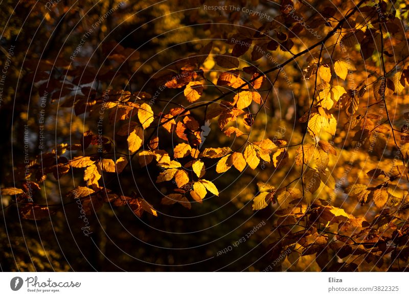 Herbstlich gefärbte Blätter eines Baumes im Sonnenlicht Laub Herbstlaub Herbstfärbung herbstlich goldener Herbst Herbstwald Natur Wald gelb Herbststimmung