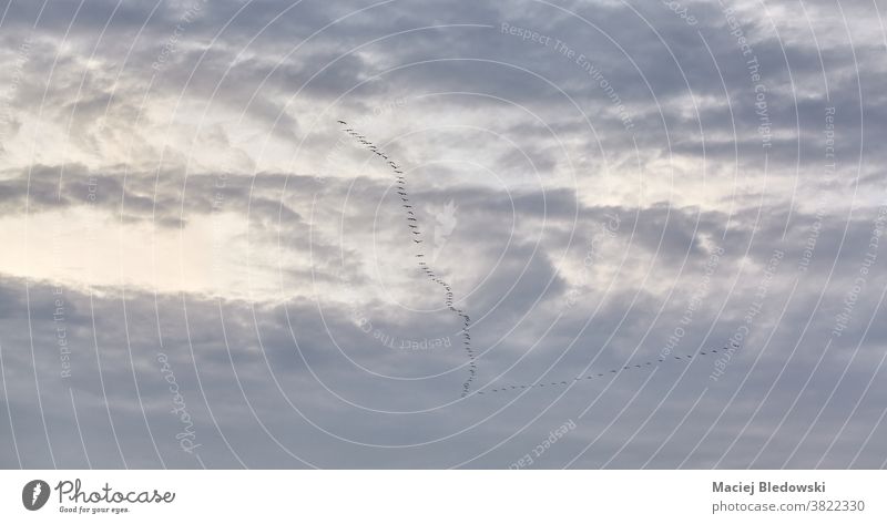 Bewölkter Himmel mit V-förmigem Schwarm von Zugvögeln in der Ferne. Vogel Cloud Migration Tier Natur Saison Wetter Menschengruppe Tierwelt Wolkenlandschaft