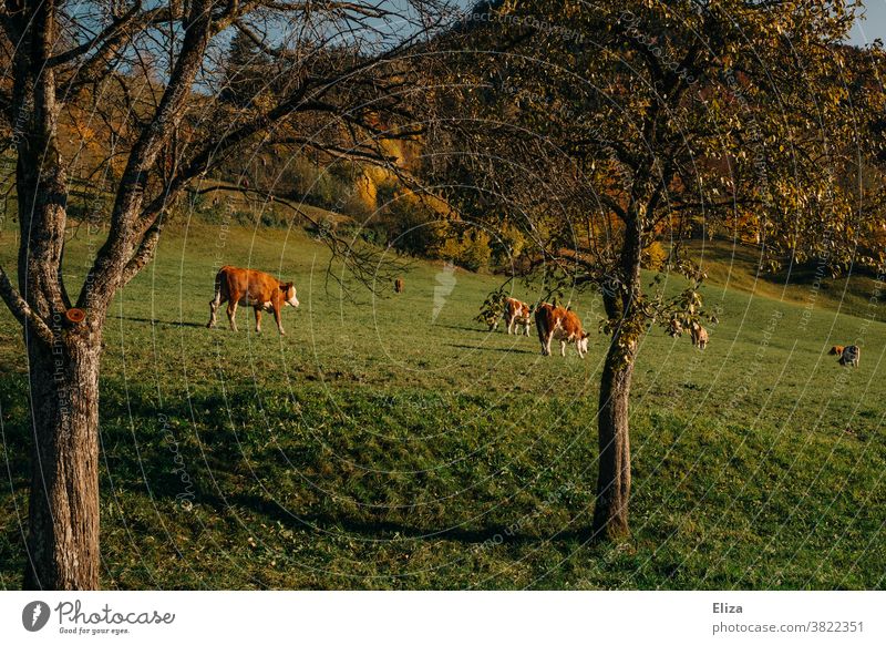 Kühe auf der Weide Landwirtschaft Gras Sonnenschein Wiese Rind Bäume ökologisch Herde
