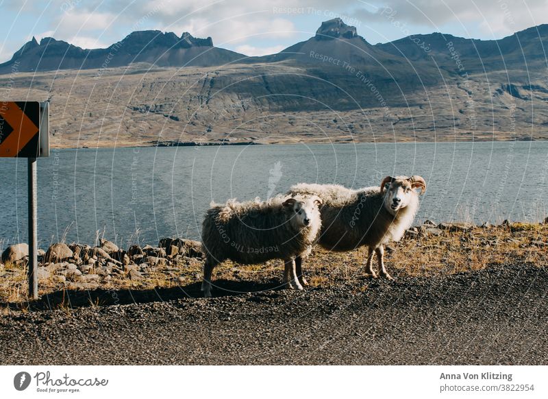 Island Schafe am Fjord Natur Berge u. Gebirge Skandinavien Norwegen Wasser Hörner Wolken karge Fauna karges Land Wolle Naturliebe Abenteuer wandern Tiere