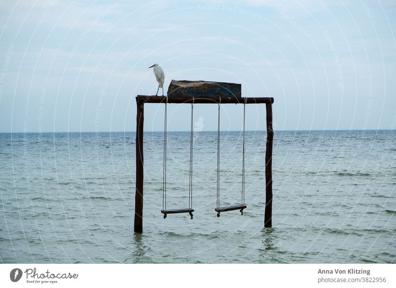 Schaukeln im Meer Reiher x-beinig grau bewölkt storch Vogel schaukeln diesig mexiko Holbox Karibik Yukatan weißer Vogel ruhiges meer relaxing Urlaub Strand
