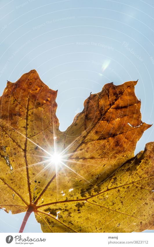 Herbstblatt mit Sonnenstrahlen Ahornblatt Blatt Sonnenlicht Natur glänzend leuchten verblüht authentisch kaputt natürlich Hoffnung demütig Tod Leichtigkeit welk