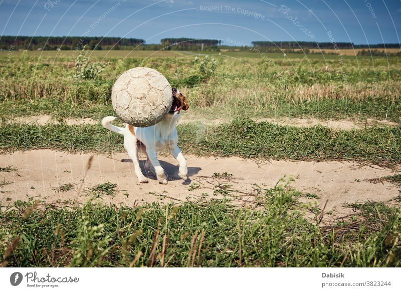Fröhliches Hundespiel mit Ball auf dem Feld an einem Sommertag Glück laufen russel Wagenheber Haustier Terrier niedlich spielen klein Aktion Gras agil Natur