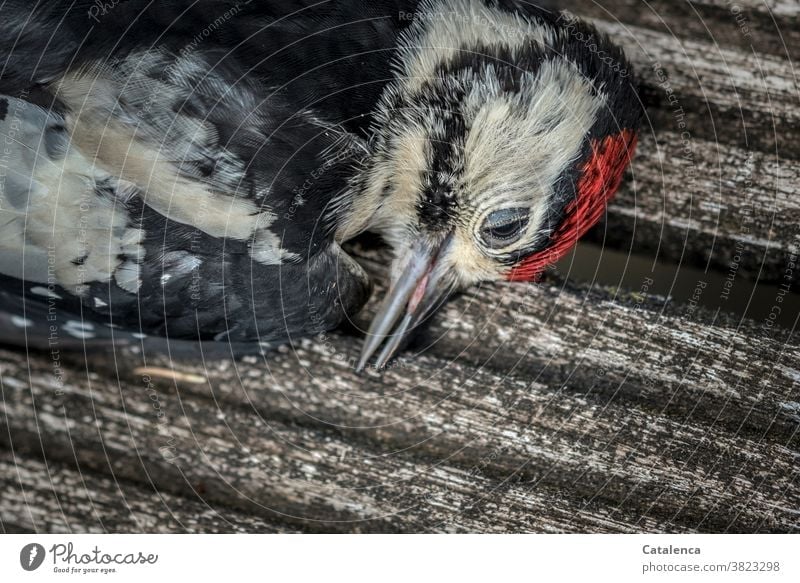 Detailaufnahme eines toten Buntspechts Fauna Tier Vogel Specht Wildtier Tierportrait Tod gestorben vergänglich Wandel und Veränderung Trauer Federn Rot Weiß