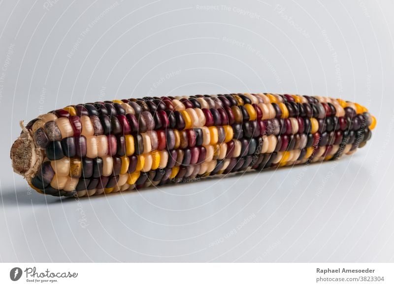 Mehrfarbiger Maiskolben der Herbsternte, Studioaufnahme Ackerbau Hintergrund Nahaufnahme Kolben farbenfroh Essen zubereiten Ernte Dekoration & Verzierung