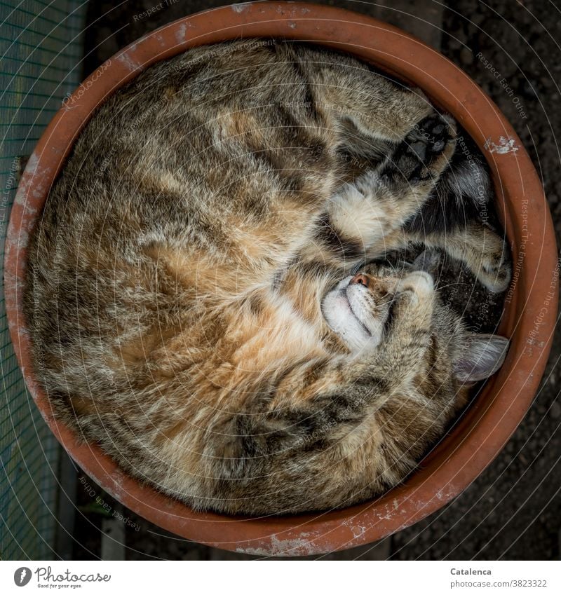 Besetzt | Lieblingsschlafplatz Blumentopf Natur Fauna Katze Tier Tiegerkatze Hauskatze schlafen beweglich Ton Terracotta enstpannung Tierporträt liegen Erholung