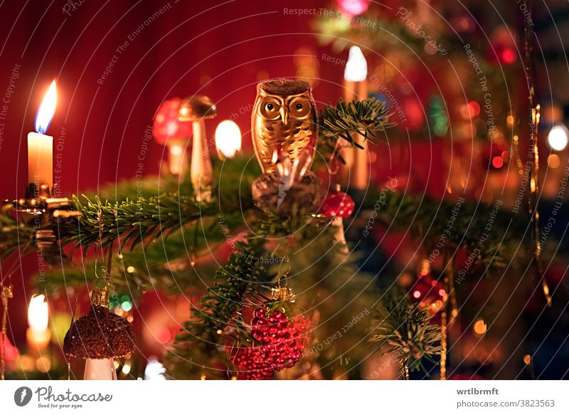 Eule auf einem Christbaum weihnachten christbaumschmuck dekoration funkeln urlaub dezember advent kerze glücklich bunt kugel lametta ferien licht saisonal