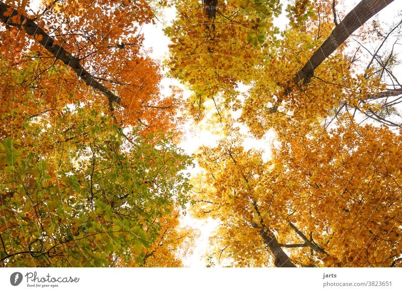Herbsthimmel Himmel Bäume Wald Blätter bunt Laubbaum Natur Baum Landschaft Blatt Außenaufnahme Umwelt Menschenleer Farbfoto natürlich Licht Sonnenlicht rot grün