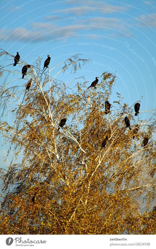 Kormorane abend anflug brandenburg dämmerlicht dämmerung herbst himmel kette linum natur naturschutz schoof schwarm sonnenuntergang umweltschutz vogel