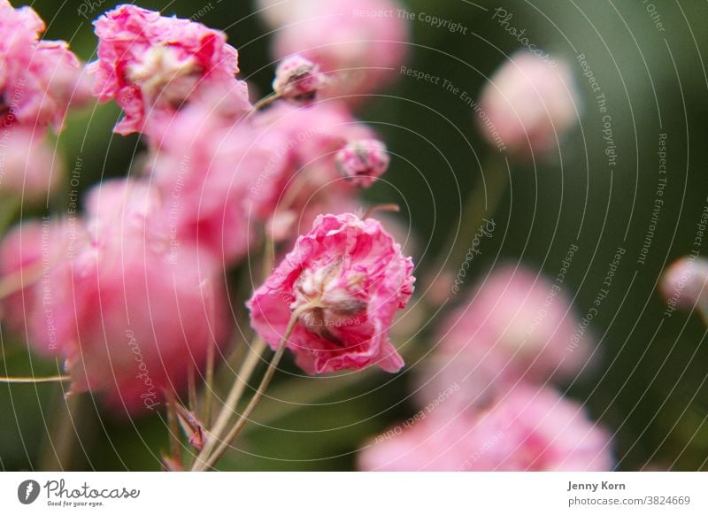 Rosa Schleierkraut rosa Blume Natur Makroaufnahme Farbfoto Pflanze Nahaufnahme Trocken Blüte