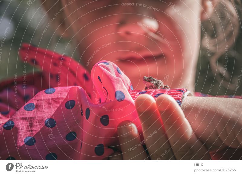 Kleiner Frosch und kleines Mädchen - Ein kleiner Frosch sitzt auf dem Handgelenk eines kleinen Mädchens. Amphibie Froschkönig Fröschlein Lurch Tier Gesicht Auge