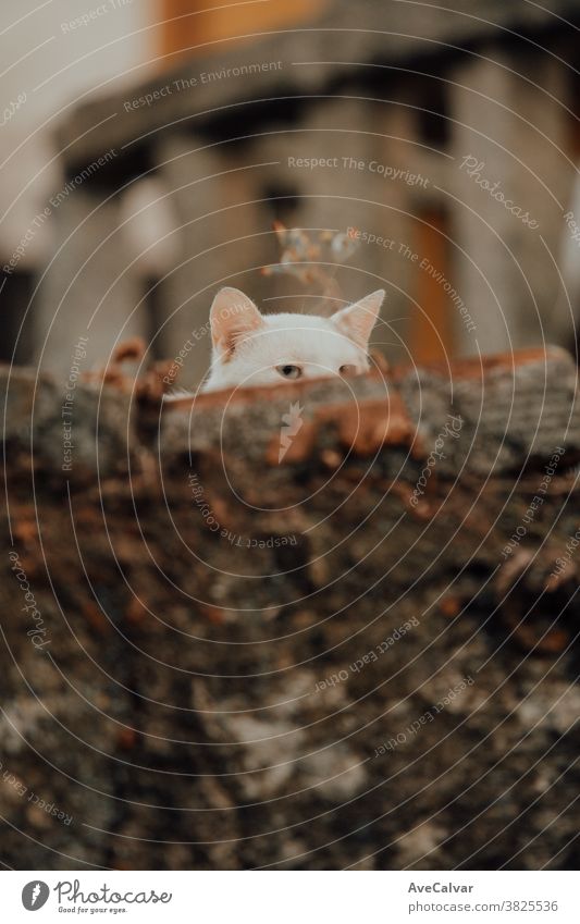 Weiße Katze spioniert über eine Mauer heimisch klein fluffig Porträt Haustier Tier Katzenbaby niedlich Fell Pose schlafen Kinder Lügen pelzig liegen Hintergrund