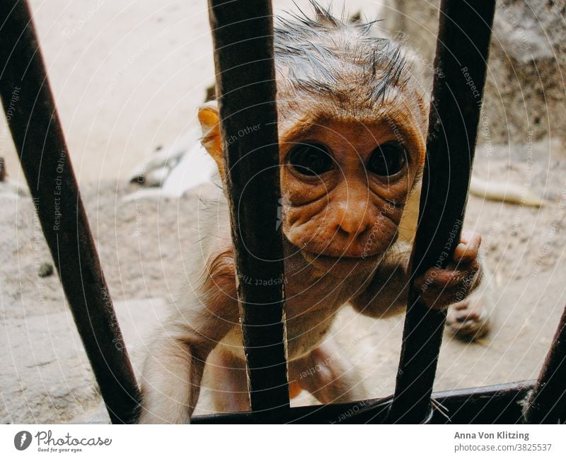 Affen hinter Gittern Babyaffe falten faltig eingesperrt Flaum Affenjunges niedlich exotisches Tier Tier Kind keine Menschen Tierkind traurig Mitleid