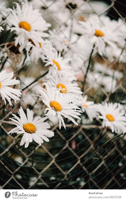 Gänseblümchenstrauss in der Nähe eines Zauns mit supergrossen Blütenblättern Sonnenblume weiß schön Natur Nahaufnahme weißer Hintergrund Blume geblümt niemand