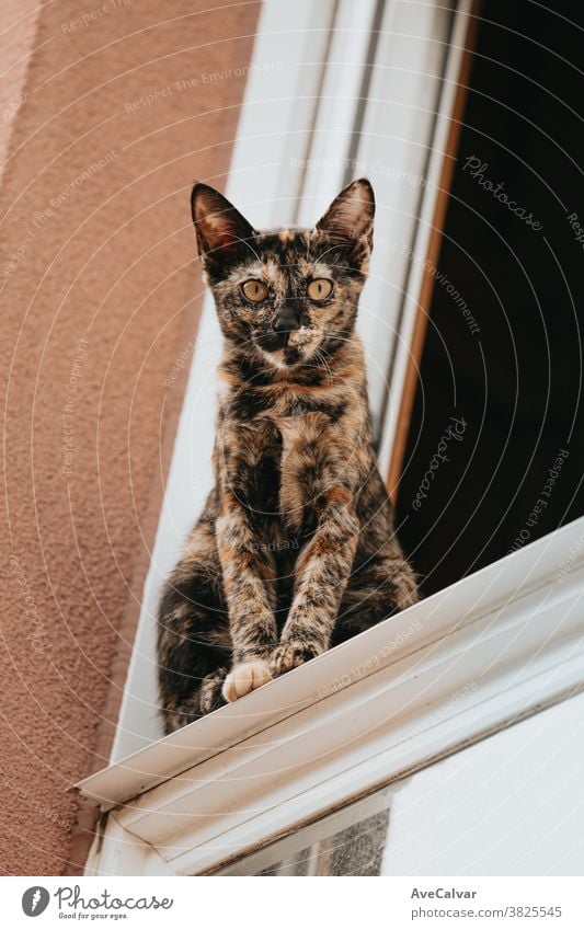 Eine braun-schwarze Katze, die aus einem Fenster direkt in die Kamera schaut heimisch klein fluffig Porträt Haustier Tier Katzenbaby niedlich Fell Pose schlafen