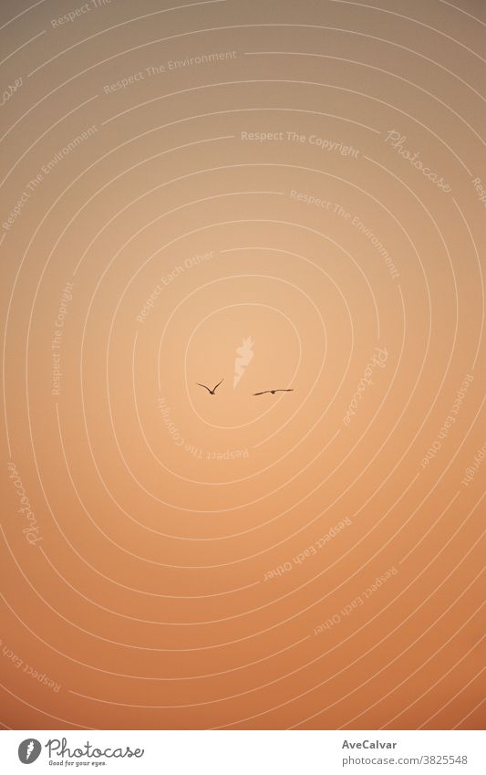 Eine minimalistische Aufnahme von zwei Möwen, die während des Sonnenuntergangs fliegen Fliege Flügel Meer Vogel weiß Schnabel Wasser Natur Tier Himmel MEER Flug