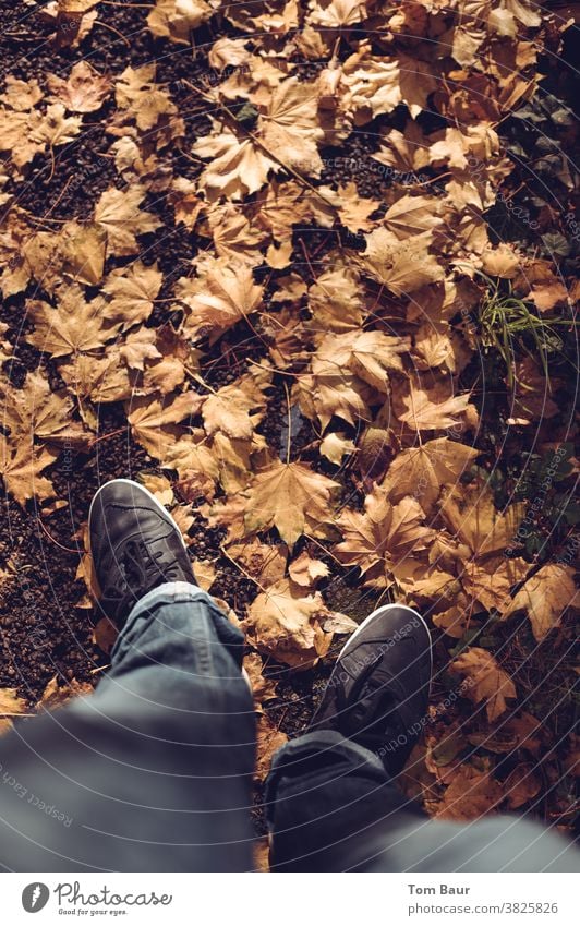 Herbstspaziergang Mann in Jeans läuft auf Laub bedecktem Weg Vogelperspektive Farbfoto Außenaufnahme Blatt herbstlich Herbstlaub braun mehrfarbig Herbstfärbung