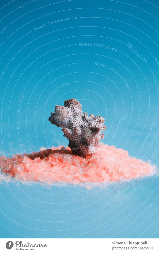 Weiße Koralle auf rosa Sand mit blauem Hintergrund Korallen Stillleben Farbfoto Nahaufnahme Innenaufnahme Natur Sommer Dekoration & Verzierung Studioaufnahme