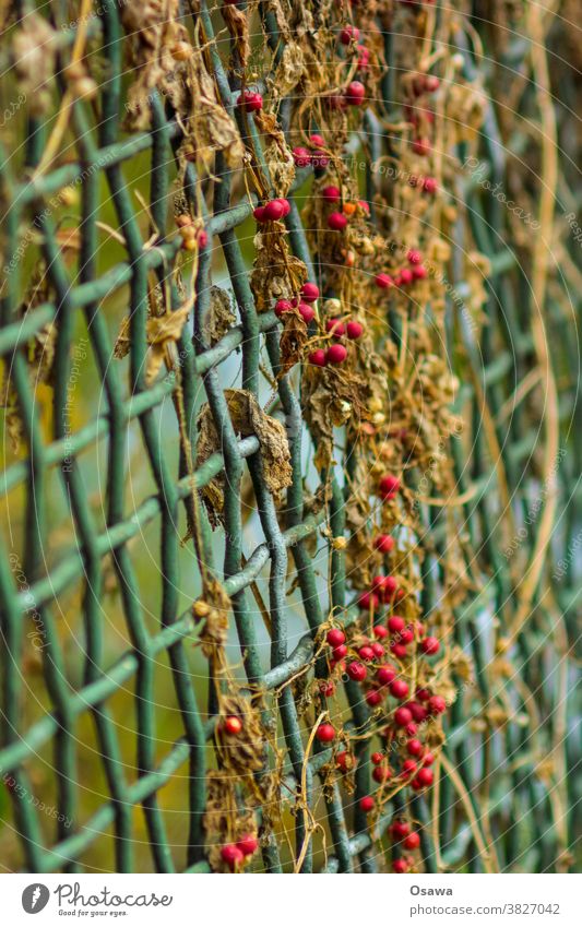 Rote Beeren an grünem Gitter Pflanze Beerensträucher Frucht rot Zaun Natur Sträucher Schwache Tiefenschärfe Herbst Menschenleer Nahaufnahme Außenaufnahme