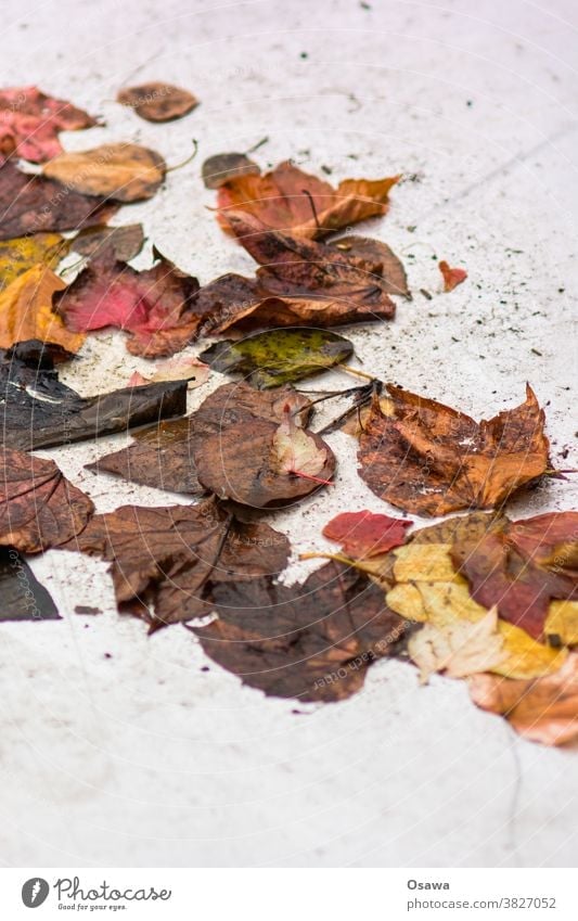 Herbstlaub auf hellem Untergrund Laub Blätter braun grün gelb rot nass herbstlich Natur Herbstfärbung Blatt Farbfoto Außenaufnahme Menschenleer mehrfarbig